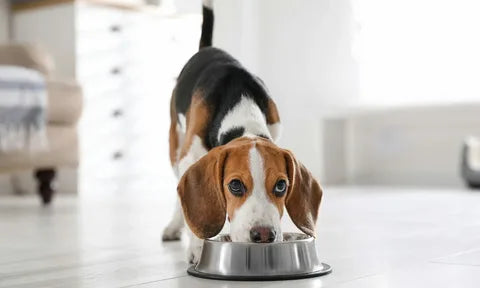 How to Treat Responsibly: Smart Tips for Giving Pet Snacks Without Overdoing It