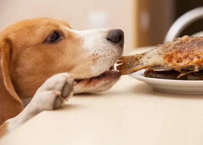 5 Reasons Your Pet Will Love Our Treats (And Why You’ll Love Them Too)
